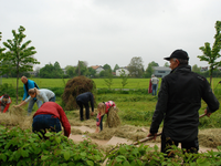 Mit Kartoffeln zum lockeren Boden