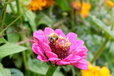 Gemeinsam für die Bienen