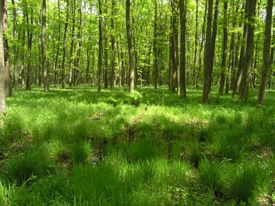Was die Natur in den Alpen leistet