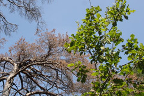 Wälder der Alpen reagieren sensibel auf den Klimawandel