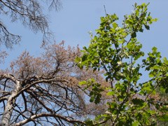 Wälder der Alpen reagieren sensibel auf den Klimawandel