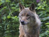 Schweizer Bevölkerung befürwortet die natürliche Rückeinwanderung des Wolfs