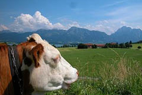 Berglandwirtschaft und Ländlicher Raum