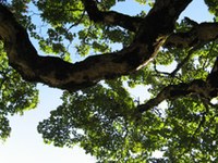 Der Wald und das Kyoto-Protokoll