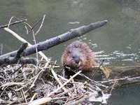 Biber breiten sich im Schweizer Mittelland aus