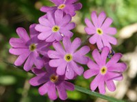 Artenverluste in Schweizer Mooren