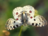 Neues Online-Portal zur Biodiversität in Gebirgen