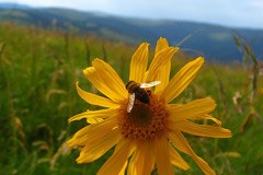 Internationale Projekte zu Folgen des Klimawandels in Bergregionen