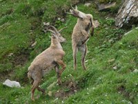 Gran Paradiso Nationalpark: mysteriöse Todesfälle junger Steinböcke