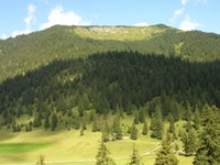 Bund Naturschutz kritisiert Kehrtwende bei Bergwaldschutz