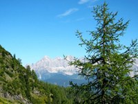 Klimawandel: Der Lärchenwickler knabbert weniger Lärchen