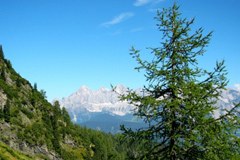 Klimawandel: Der Lärchenwickler knabbert weniger Lärchen