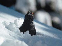 Birkhühner im Freizeitstress