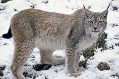 Schwierige Zeiten für Bär, Wolf und Luchs