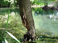 Biberland Liechtenstein