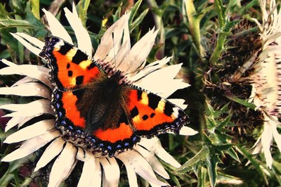 Gemeindenetzwerk macht Naturschutz