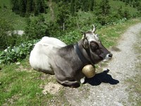 Allgäu: Tuberkulose bei Rindern und Rotwild