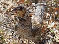 Birkhuhn statt Skifahrer