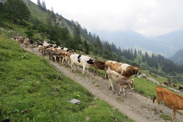 Kürzungen im Agrarumweltprogramm