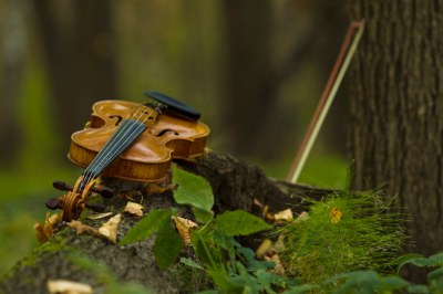 Kurzgeschichte: Die Farben des Waldes