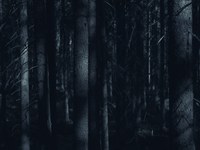 Kurzgeschichte: Im Wald