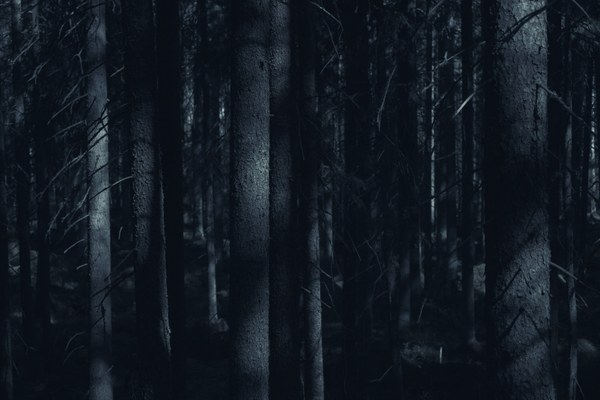 Kurzgeschichte: Im Wald