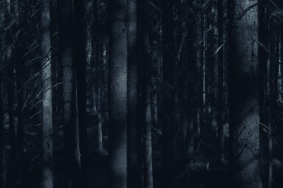 Kurzgeschichte: Im Wald