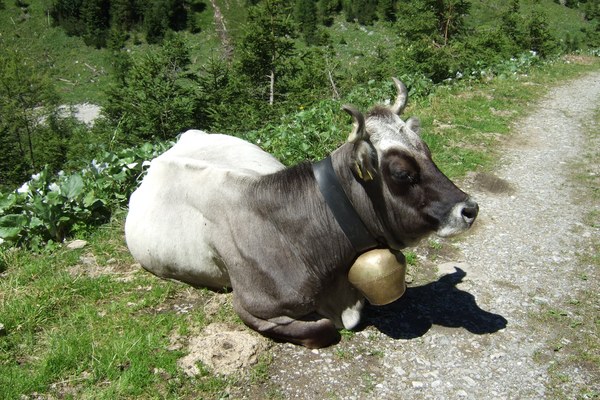 Mitmachen: Für gesunde Lebensmittel in Europa abstimmen!