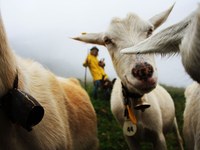Nutztiere und Wölfe schützen – aber wie?