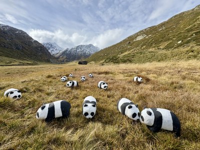 Pandabären in Schweizer Bergen ausgewildert