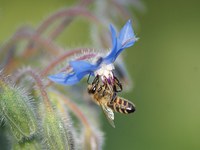 Rettung für die Bienen?