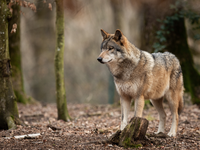 Umstrittene EU-Pläne: Schutzstatus des Wolfes soll gesenkt werden