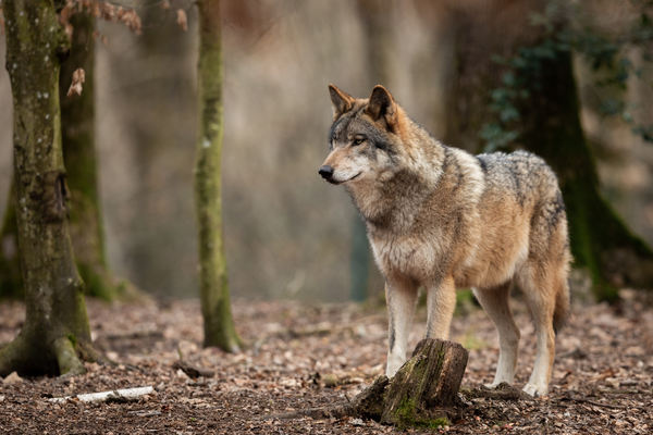 Umstrittene EU-Pläne: Schutzstatus des Wolfes soll gesenkt werden
