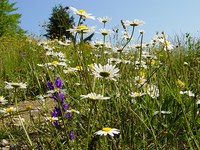 Wie effizient schützt die EU die Natur?