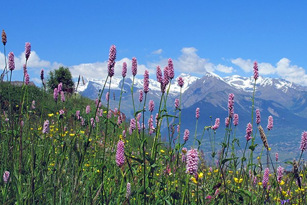 Wie Politik Biodiversität ermöglichen kann