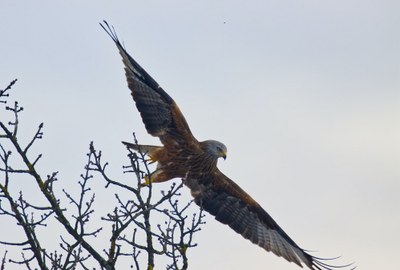 Wildtiere, Klimawandel und Blei