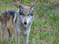 Wolf erneut unter Beschuss