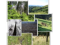 Der Wald-Wild-Konflikt