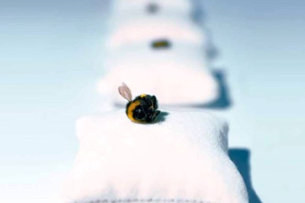 SzeneAlpen Nr. 106 - «Kleine Biene, grosse Wirkung»