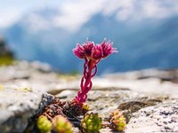 SzeneAlpen Nr. 108 - «Unter der Lupe»