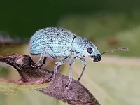 Vortrag: Die Garchinger Heide – ein Paradies für Pflanzen und Insekten