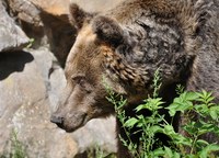 Rjavi medved (Ursus arctos)