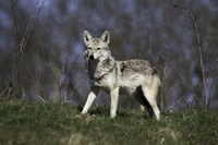 Zlati šakal, lisica in kune