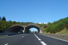 Green light for deer and lynx in the Alpine-Carpathian Corridor