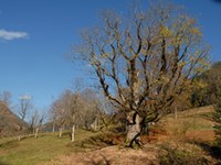 Berchtesgaden - Salzburg: Improving the ecological network of extensive grasslands