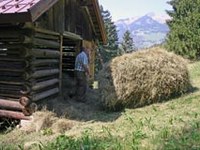 Common Agricultural Policy for the Alps