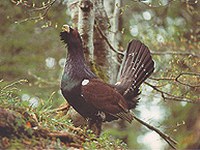 Benefit for wood picker, capercaillie and co.