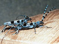 Natural forests for woodpeckers, beetles and bats