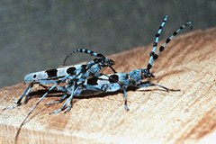 Natural forests for woodpeckers, beetles and bats