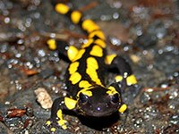 Project GreenAlps for more species diversity